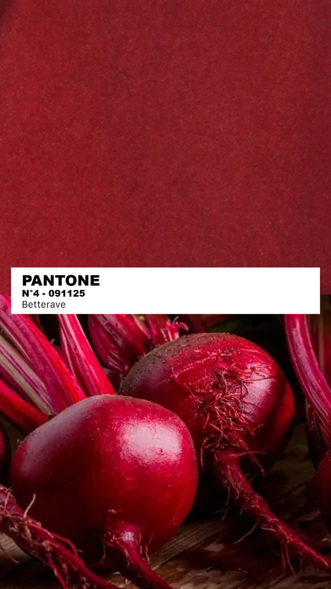 MANTEAU-PULL & ÉCHARPE - BETTERAVE