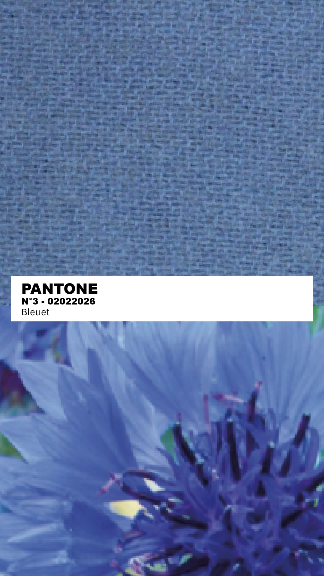 MANTEAU-PULL & ÉCHARPE - BLEUET