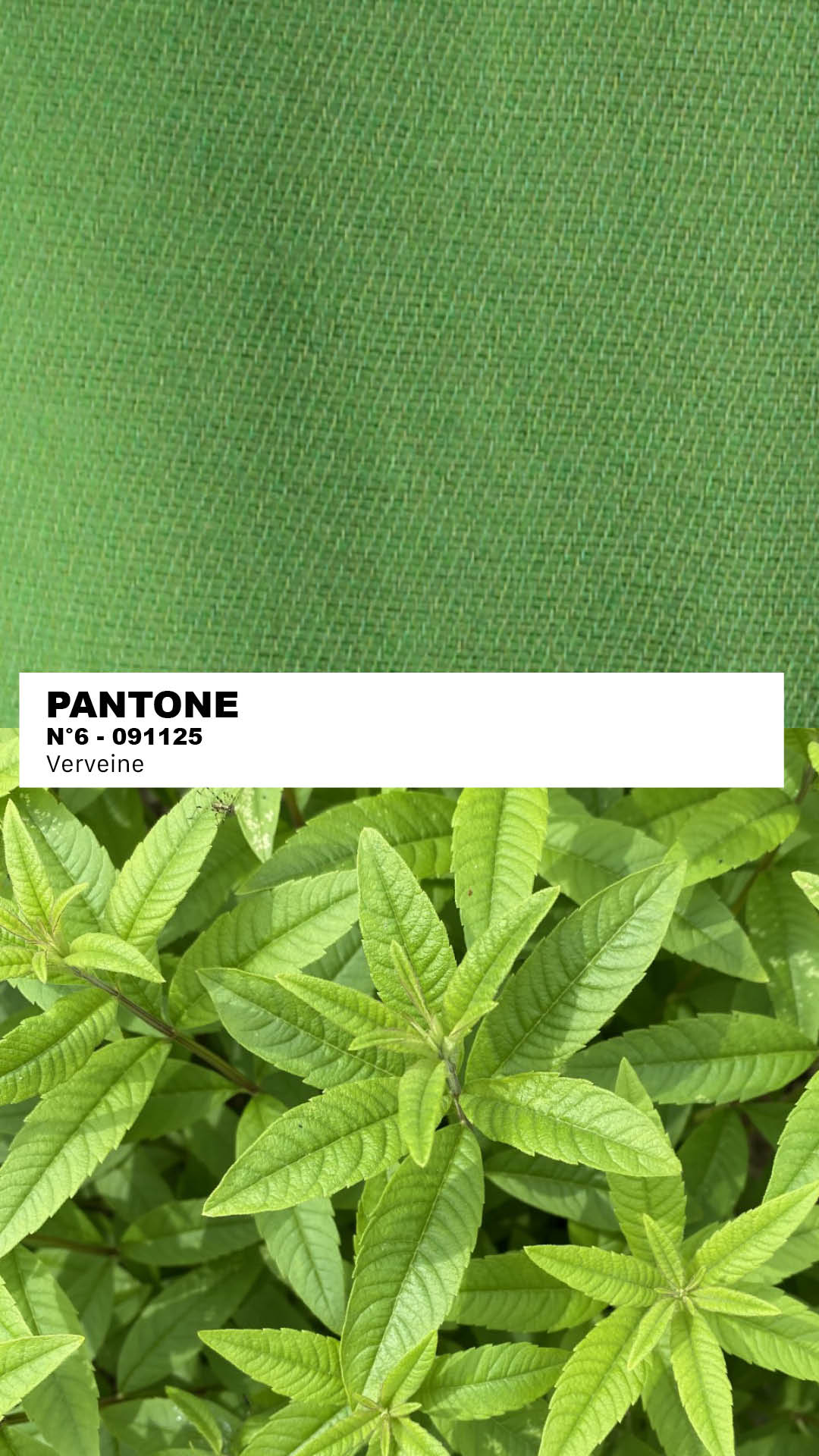 MANTEAU-PULL & ÉCHARPE - VERVEINE N°1