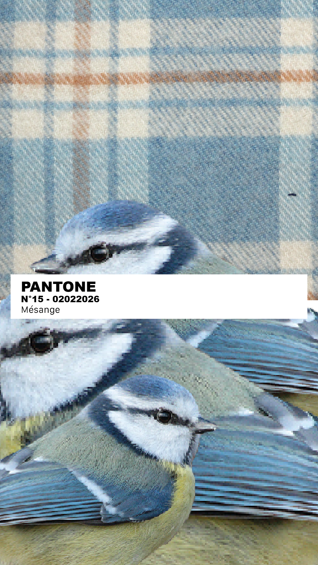 MANTEAU-PULL & ÉCHARPE - MÉSANGE