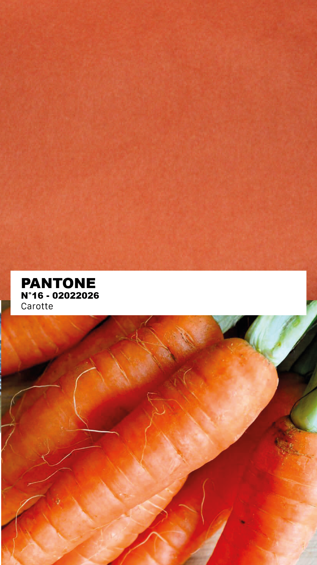 MANTEAU-PULL & ÉCHARPE - CAROTTE