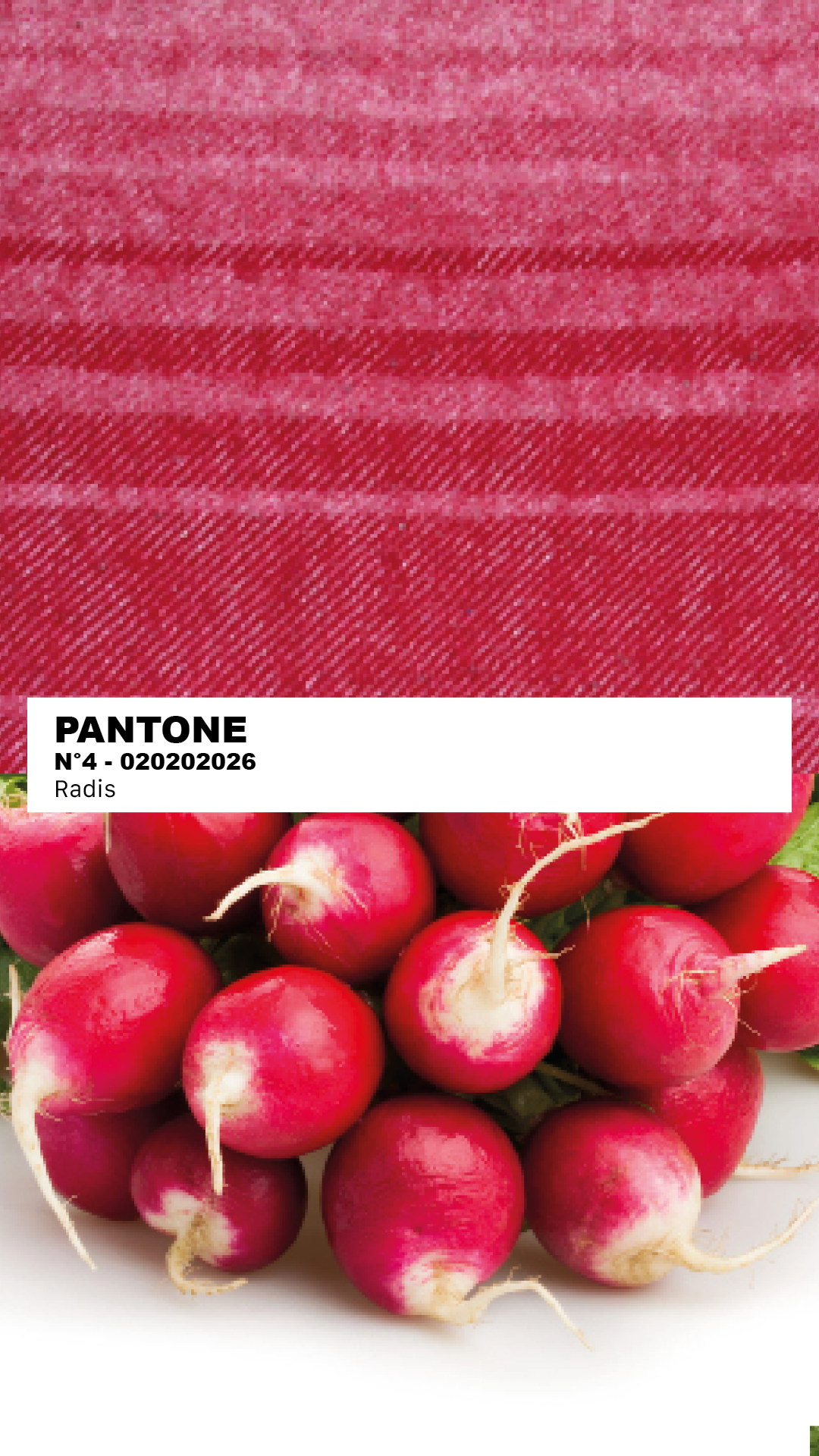 MANTEAU-PULL & ÉCHARPE - RADIS