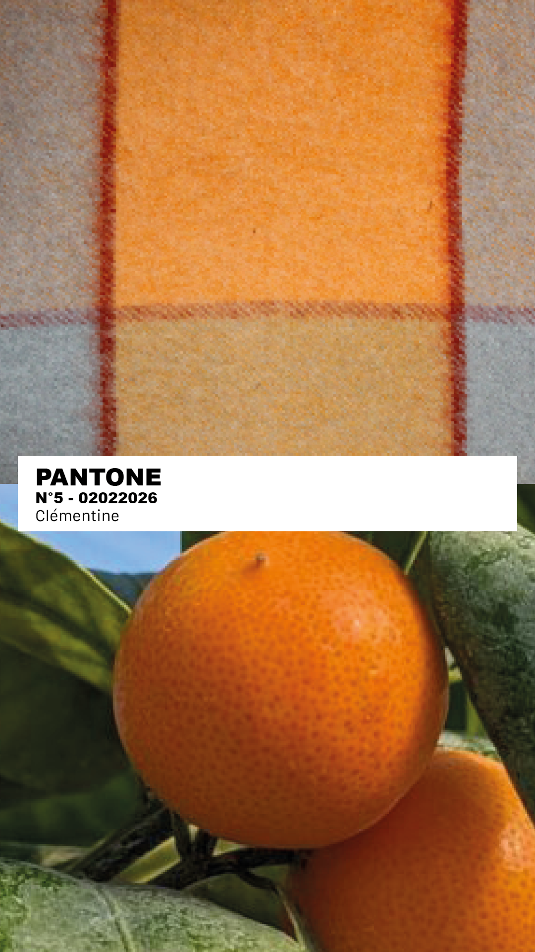 MANTEAU-PULL & ÉCHARPE - CLÉMENTINE