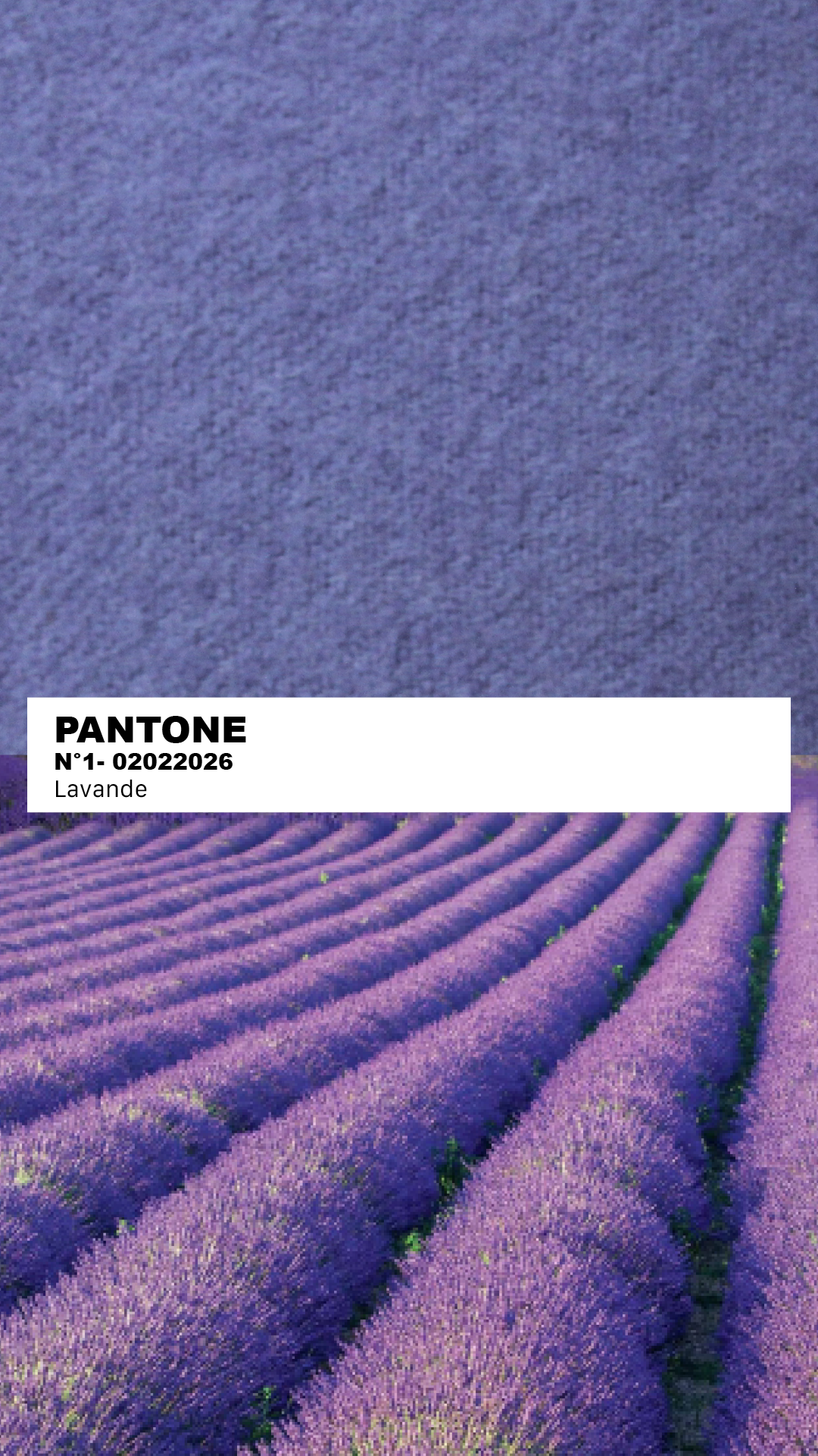 MANTEAU-PULL & ÉCHARPE - LAVANDE